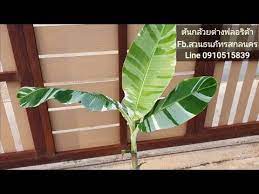 ขายกล วยด างฟลอร ด า หาซ อไม ด าง ราคามาแรงดาราน ยมปล ก