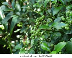 Image result for Psychotria cinerea
