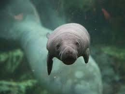 Maybe you would like to learn more about one of these? Manatee Zooborns