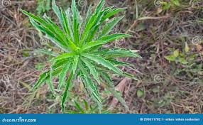 Image result for Erigeron sumatrensis