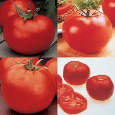 Big beef tomato is a hybrid, indeterminate tomato variety that produces large, beefsteak tomatoes. 4 Best Hybrids Tomato Collection Tomato Seed Collections Totally Tomatoes