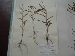 Image result for Phyllanthus mendoncae