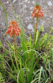 Image result for Aloe cooperi