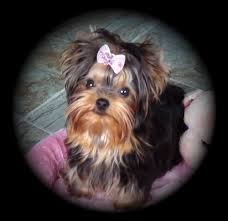 Sometimes referred to as a yorkie poo, this beloved designer breed is a cross of the yorkshire terrier and the poodle breed. Thundering Hill Yorkies For Sale Baby Doll Yorkies For Sale In British Columbia Canada Teacup Yorkies Breeder