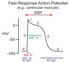 cv pharmacology potassium channel blockers class iii