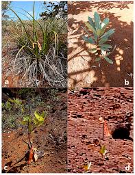 Image result for Costularia