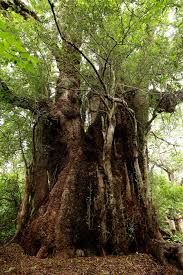 Image result for Xanthocercis zambesiaca