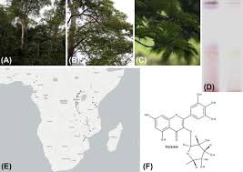 Image result for Newtonia hildebrandtii