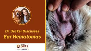 However, this is definitely not recommended. Dr Becker Discusses Ear Hematomas Youtube