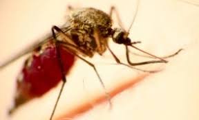 Who fact sheet on malaria providing key facts, definition, information on transmission, symptoms, who is at risk, diagnosis, treatment, prevention, insecticide resistance, surveillance, elimination, vaccines. Boala Care Va Provoca Mai Multe Victime Decat Covid 19 In Africa SubsaharianÄƒ Stiri Pe Surse Cele Mai Noi Stiri