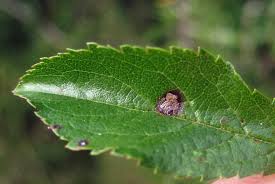 Image result for Stigmella prunetorum