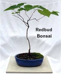 Bonsai.search instead for chinese redbud bonsai. Don Egolf Chinese Redbud Tree Cercis Outdoors Or Bonsai 4 Pot Walmart Com Walmart Com