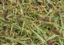 Image result for Crypsis schoenoides