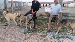 Sivas Yavru Kangal Kopek Yavrusu Uretim Ciftligi