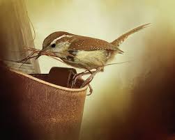 We did not find results for: Pin On Song Birds