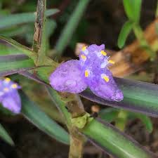 Image result for Cyanotis axillaris