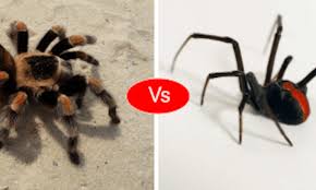 My sister abbie and i would fight over who got to lick the cake bowl clean. Tarantula Vs Black Widow Spider Vs Scorpian Vs Wasp Comparison