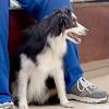 24 hour emergency veterinary services. Https Encrypted Tbn0 Gstatic Com Images Q Tbn And9gct Zvta32rt6zxpmlzixt4gpdairgi5vnwilnjwa1zqr9pqpe6g Usqp Cau