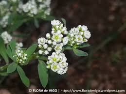 Image result for Corrigiola