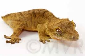 Crested Gecko Morph Guide Colors Morphs And Traits