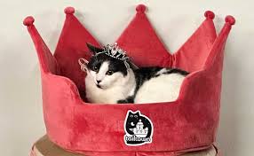 Image result for tbn:XlKqJDikDsTDFM::i132.photobucket.com/albums/q36/queen-elarab/cats/22.jpg