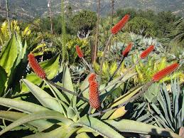 Image result for Aloe excelsa