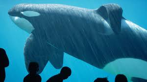 He was released on july 15, 2002 and passed away on december 12, 2003. The Whale Who Would Not Be Freed The New York Times