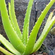 Cara Membuat Masker Lidah Buaya Dan Khasiat Lidah Buaya Kesehatan Aloe Vera Nutrisi