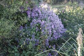 Image result for Hypoestes aristata