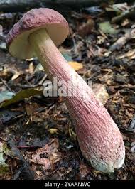 Image result for Boletus separans