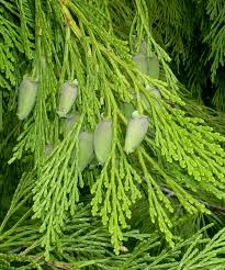 We did not find results for: Calocedrus Decurrens Incense Cedar Description