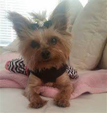 Yorkshire terriers are an easy dog breed to train. Clothing For Yorkshire Terriers Tiny And Extra Small