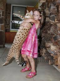 All of our f5 savannah cats and kittens available are shown on this page. Savannah Cat Breeders Savannah Cats For Sale Savannah Cat Breeder Ashera Cat Savannah Chat Savannah Cat