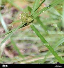 Image result for Kyllinga erecta