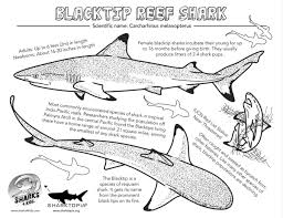 Black And White Shark Tattoo Sleeve 4 Twitter Reef Shark Shark Drawing Shark