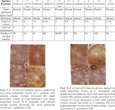 Image result for Crotalaria cleomifolia