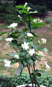Jasminum Sambac Arabian Jasmine Sampaguita Native To India Pakistan And Bhutan Edible Fragrant Flower Jasmine Plant Jasmine Flower Fragrant Flowers