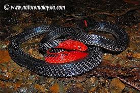 The Red Headed Krait Is A Large Venomous Elapid Snake With Dramatic Coloration The Red Headed Krait Can Grow Up To 2 Reptiles And Amphibians Pit Viper Snake
