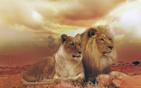 All wallpapers including hd, full hd and 4k provide high quality guarantee. Femle Lions Male Wallpaper Background Best Stock Photos Toppng
