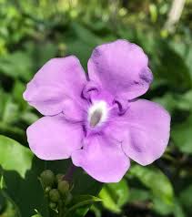 Image result for Pupalia grandiflora