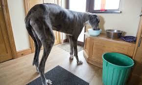 I cani sono molto importanti per l'uomo perché ci possiamo fidare ciecamente di loro e possiamo mettere la mano sul fuoco che non ci tradiranno mai… tuttavia, ci sono razze che sono veramente enormi. Il Cane Cavallo Dimensioni Oltre Ogni Immaginazione Video Velvet Pets