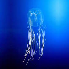 The box jellyfish is found in tropical australian waters. Waikiki Aquarium Box Jellyfish Calendar