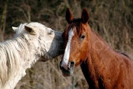 Two horses together — stock image. Two Horses Together Stock Image Colourbox