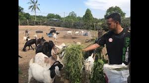 Check spelling or type a new query. Azam Luaskan Perniagaan Ternakan Kambing Youtube