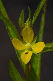 Image result for Ludwigia erecta