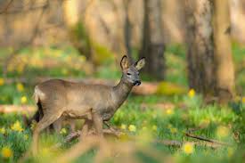 Bois de Roquelaure - Eden 62