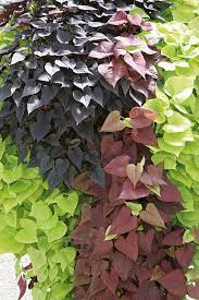 Bright Ideas Sweet Potato Vine Potato Vines Sweet Potato Vine Garden Vines