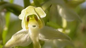 Butterflies and moths have been growing together to. Greater Butterfly Orchid The Wildlife Trusts