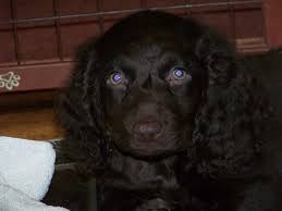 Price will increase in accordance with length of training. Boykin Spaniel Breeders Home Facebook