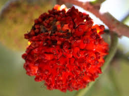 Image result for Broussonetia